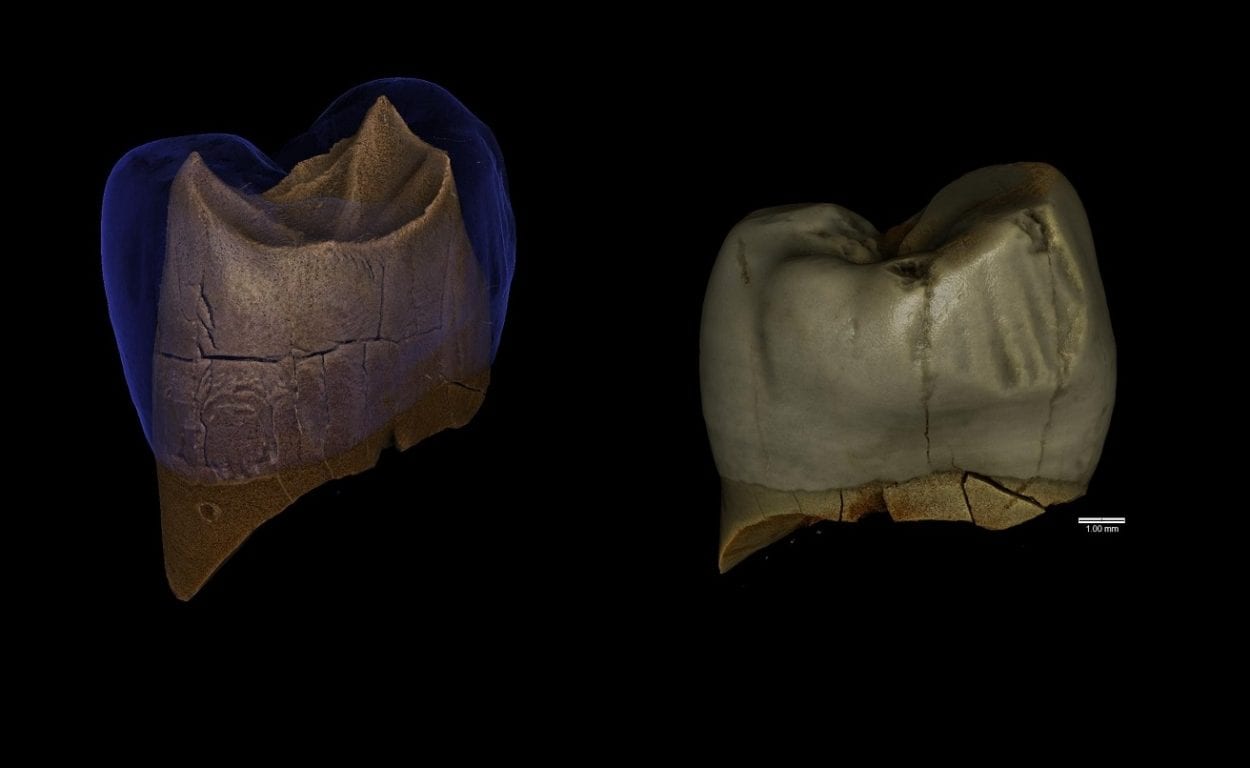 Neanderthals use toothpicks, new research reveals – HeritageDaily