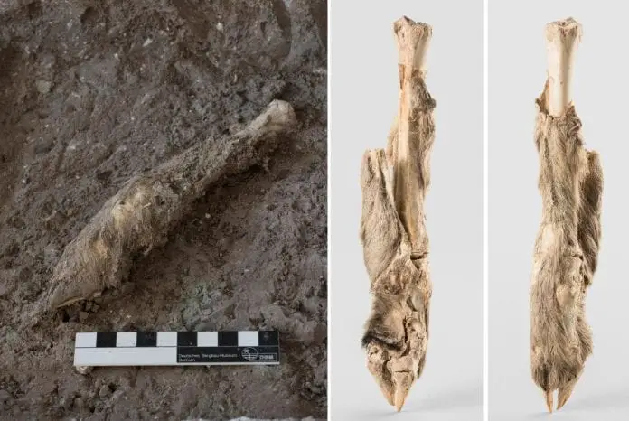 dna from 1,600-year-old iranian sheep mummy brings history to life