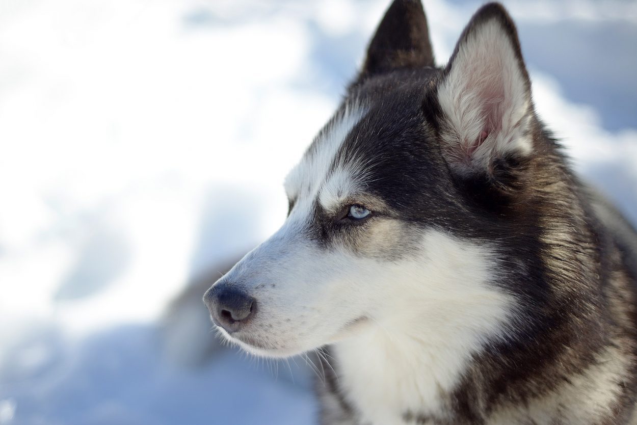 How dogs can understand English and even smell your emotions