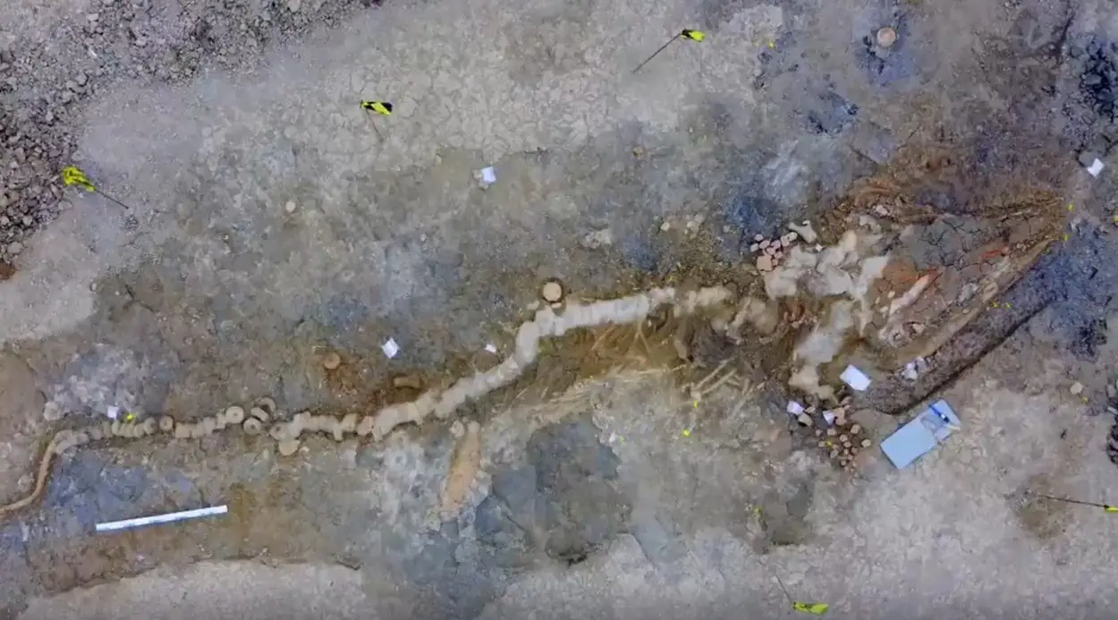 rutland sea dragon is one of britain’s greatest palaeontological discoveries ang1