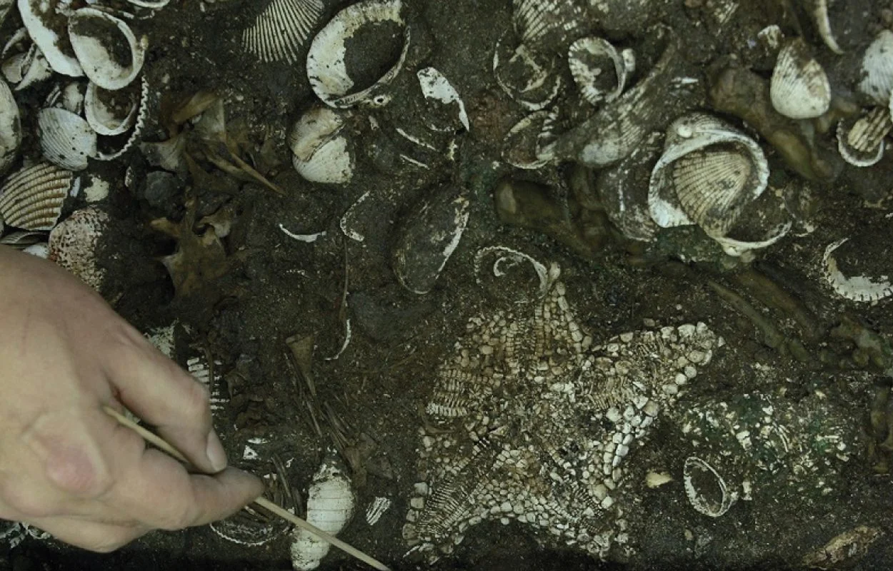 ritual starfish offerings found in the aztec templo mayor at tenochtitlan templo