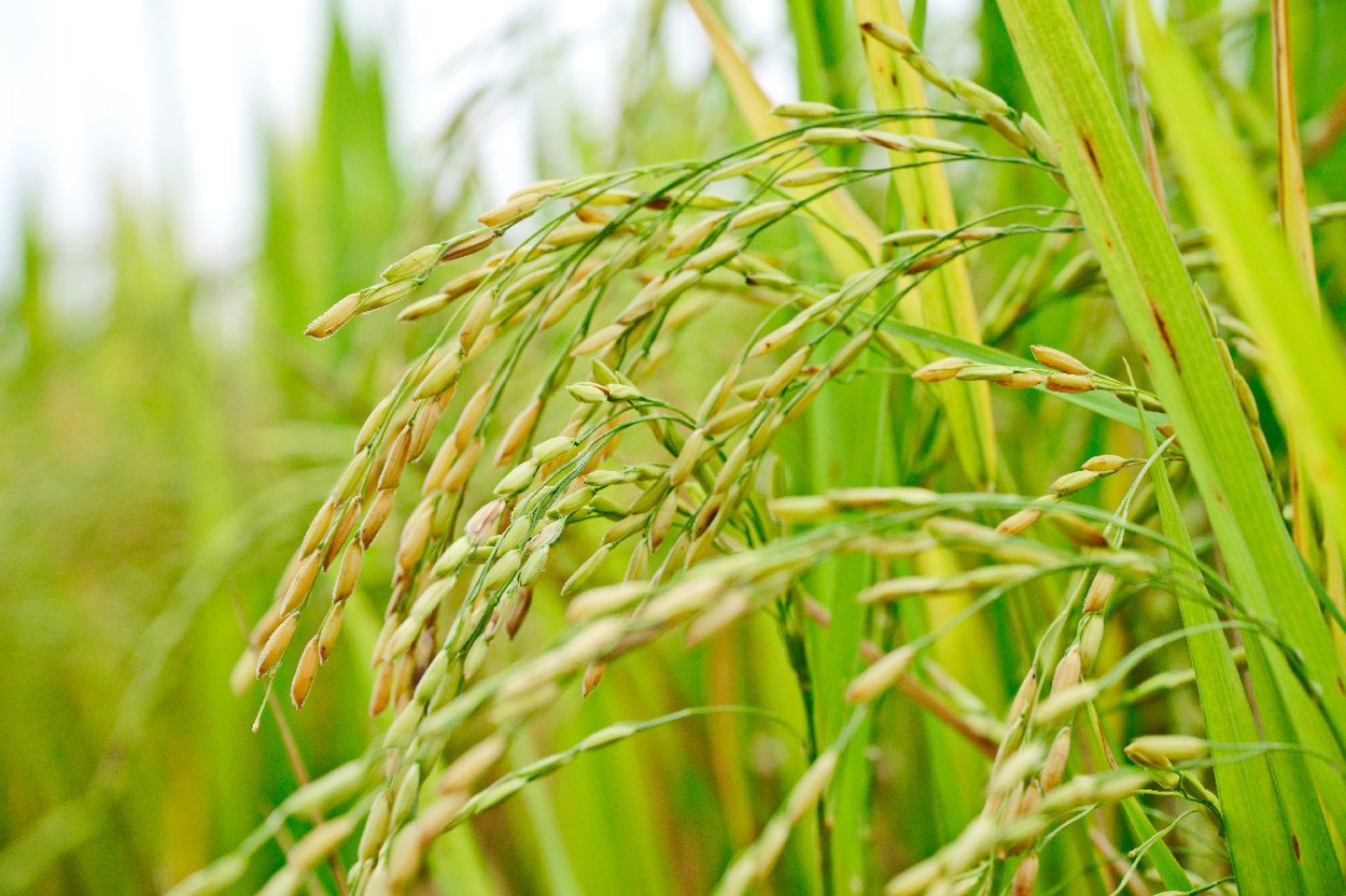 rice