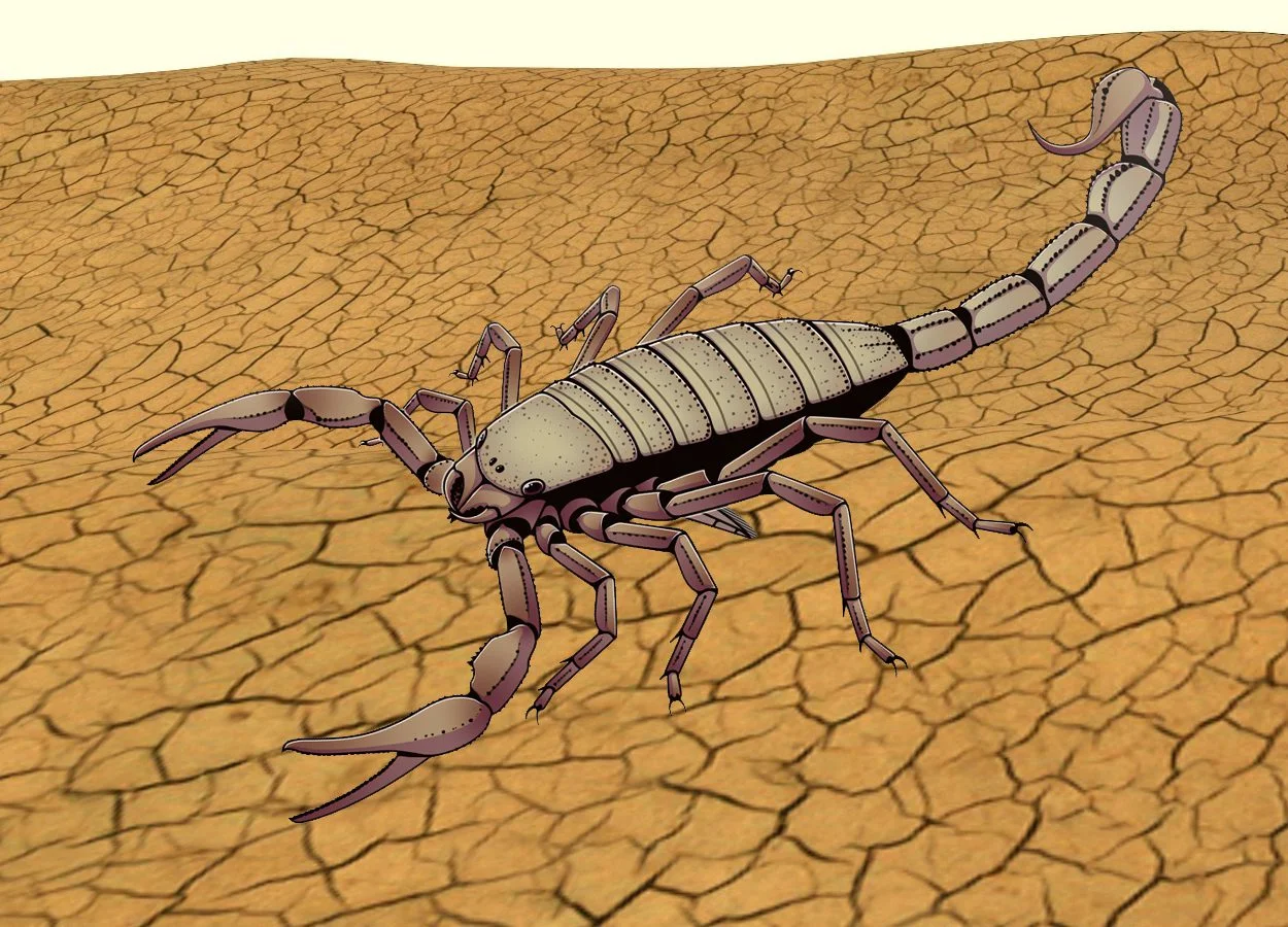 the rise of the giant prehistoric bugs SCORP11