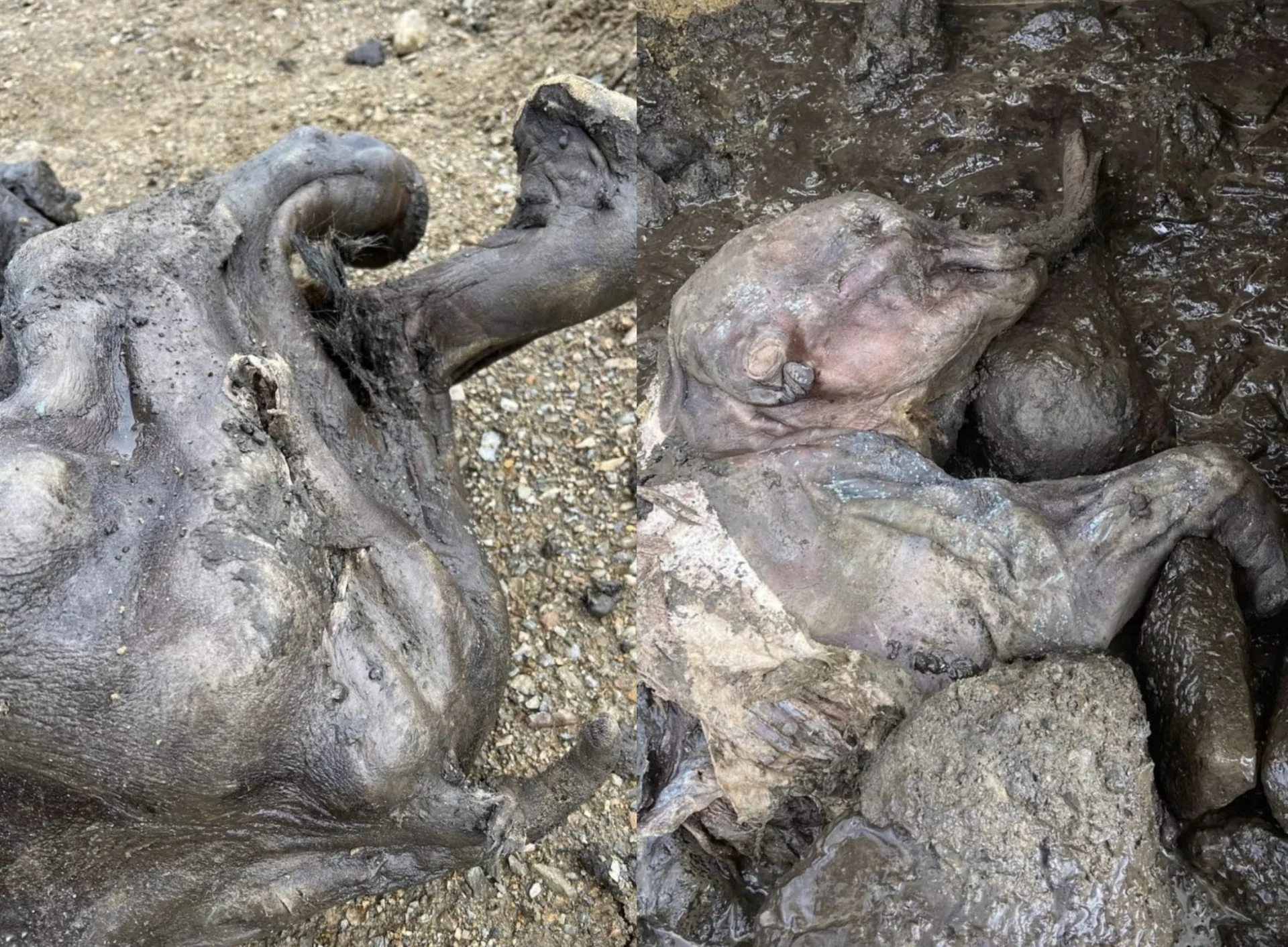 mammoth1
