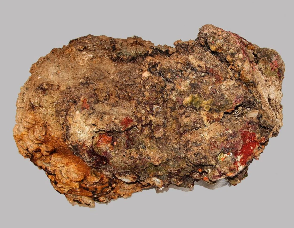 massive marble head found at antikythera shipwreck sea2