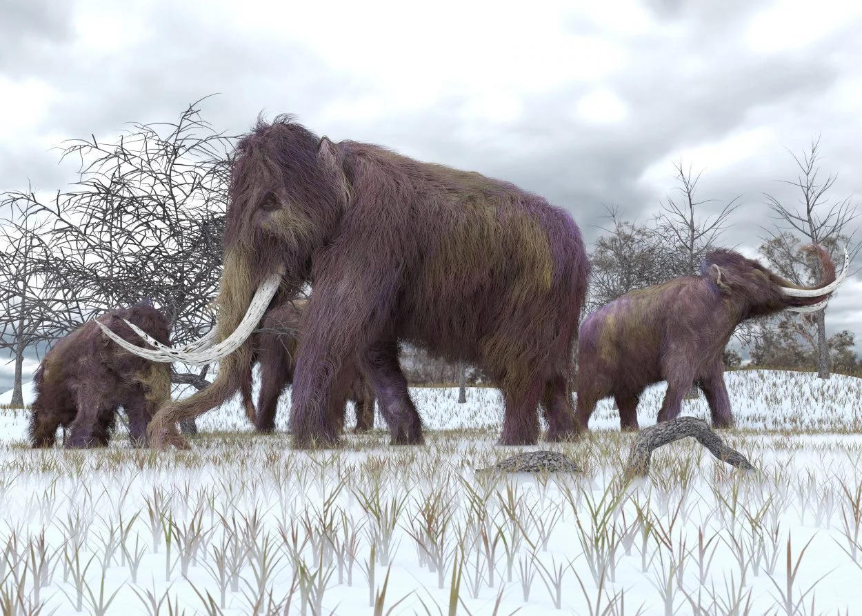 baby mammoth found preserved in the yukon shutterstock 347240843