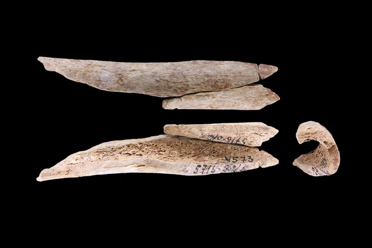 bones1