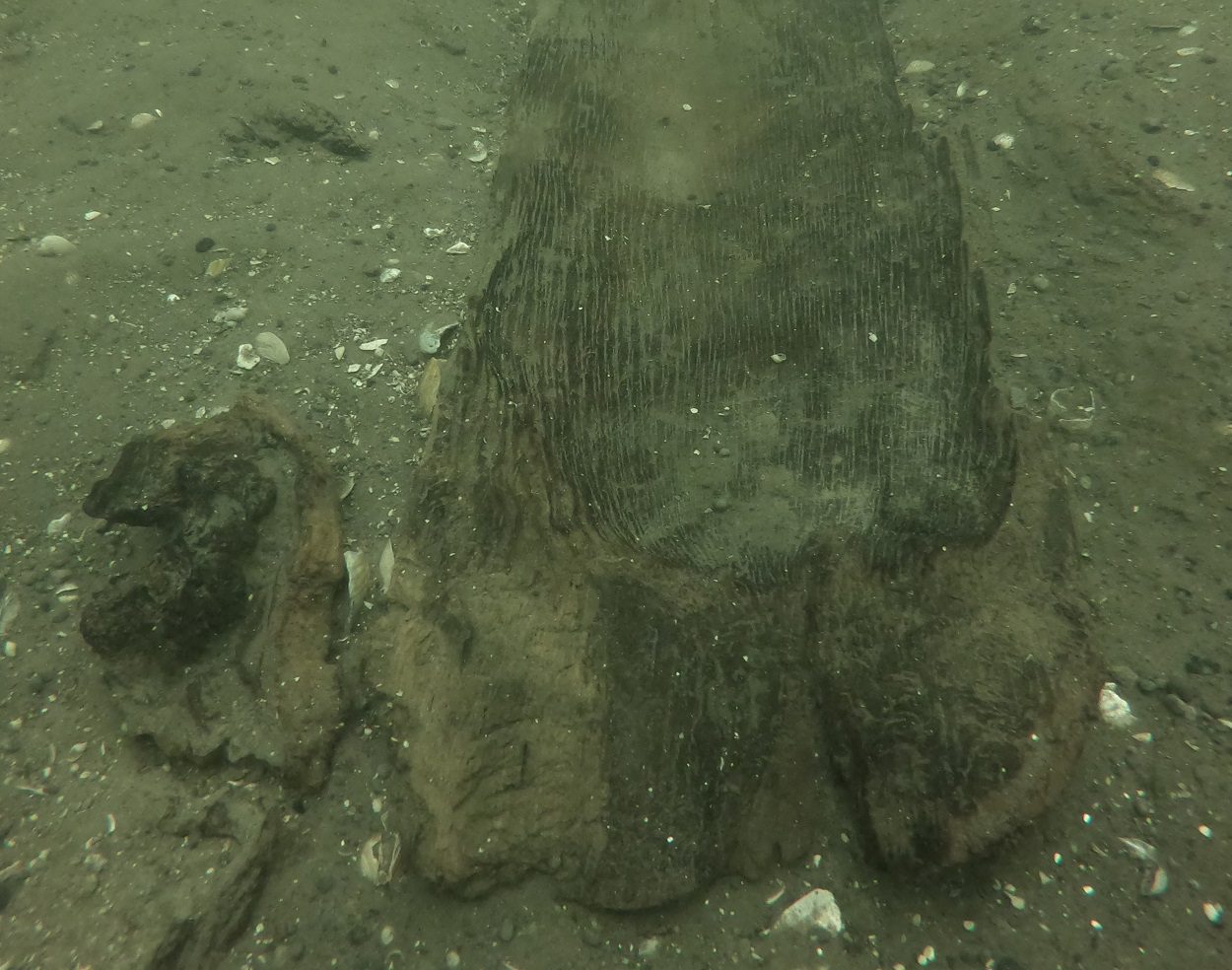 archaeologists recover second ancient canoe in wisconsin lake canoe1