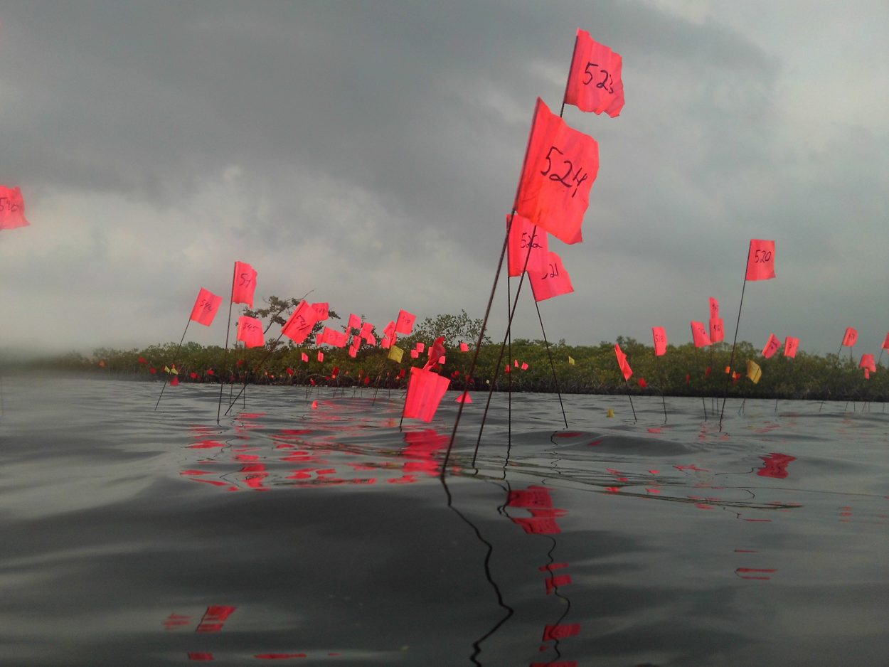 new insights revealed during underwater excavation of maya salt mines flags mark post locations below sea floor
