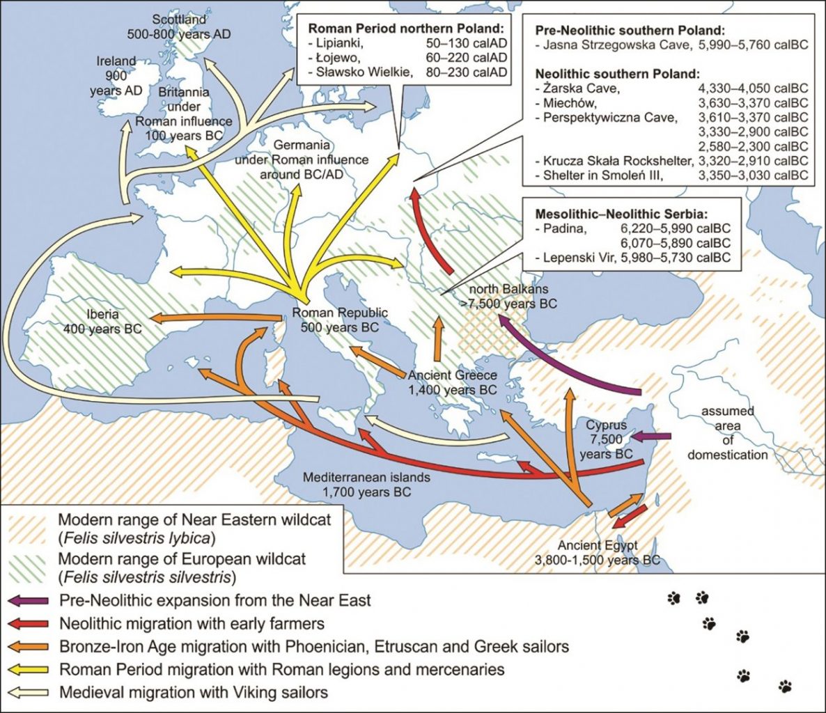 new research project studies ancient feline migration into europe cats2