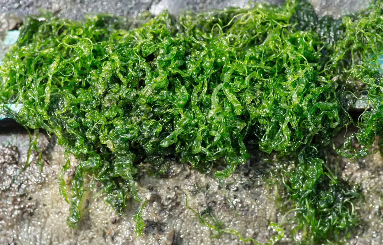 Seaweed has been a superfood since prehistoric times