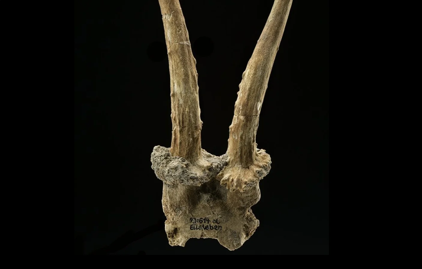 Ancient antler headdress proves contact between hunter-gatherers and the earliest farmers