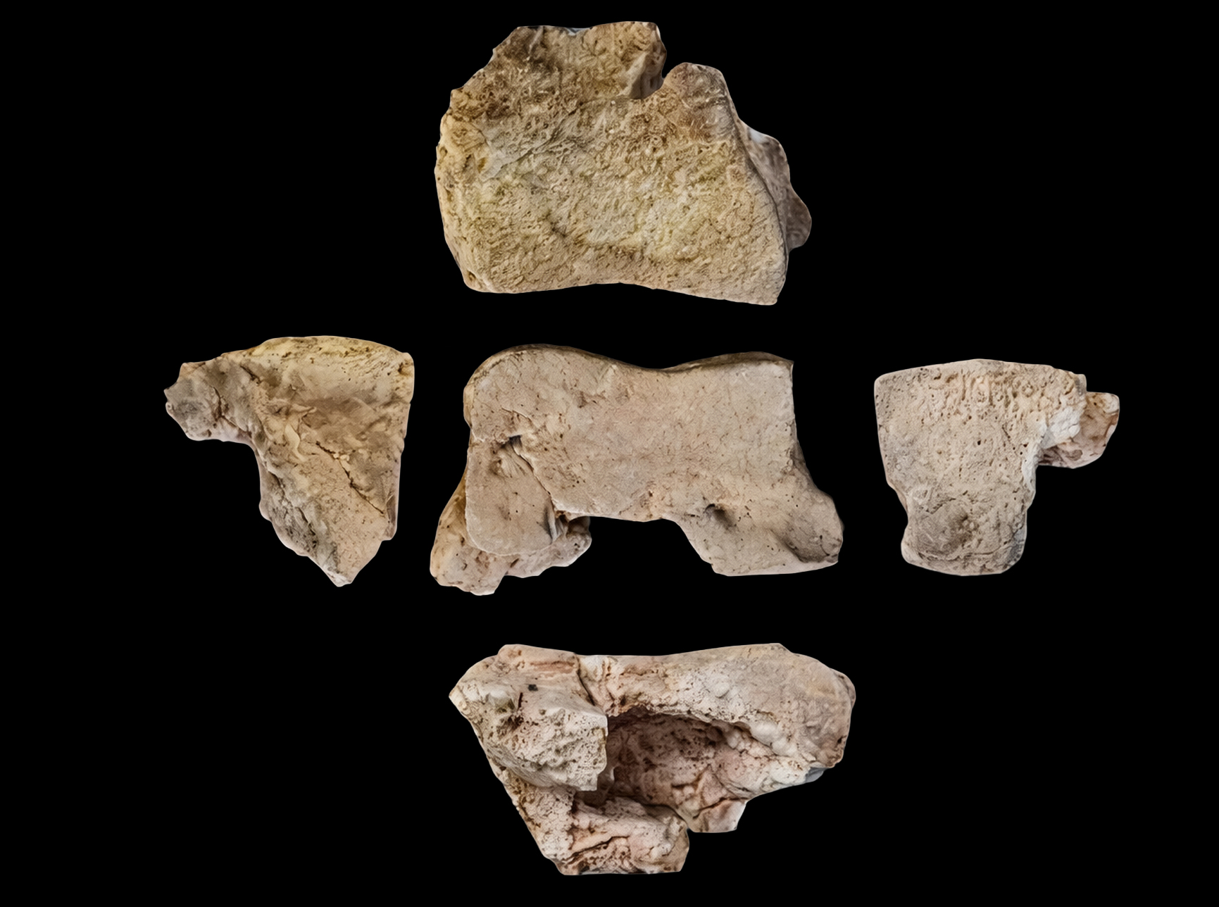 Archaeologists find evidence of Hannibal’s war elephants in Spain